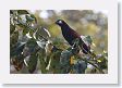 SelvaVerde - 014 * Montezuma Oropendola * Montezuma Oropendola